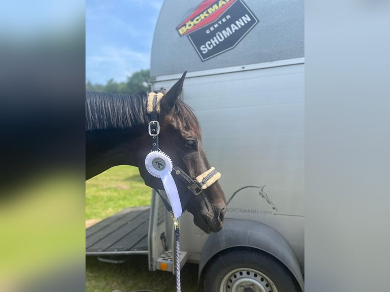 Cheval de sport irlandais Hongre 13 Ans 163 cm Noir in Breiholz