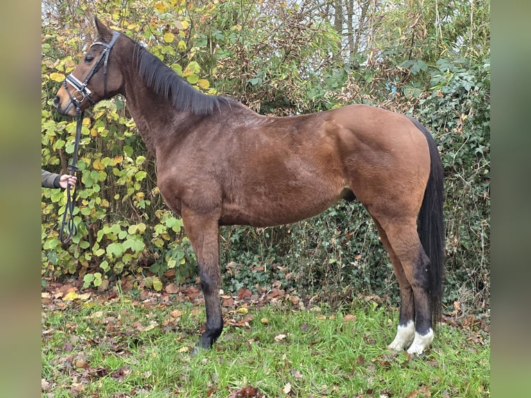 Cheval de sport irlandais Croisé Hongre 13 Ans 165 cm Bai in Wachtendonk