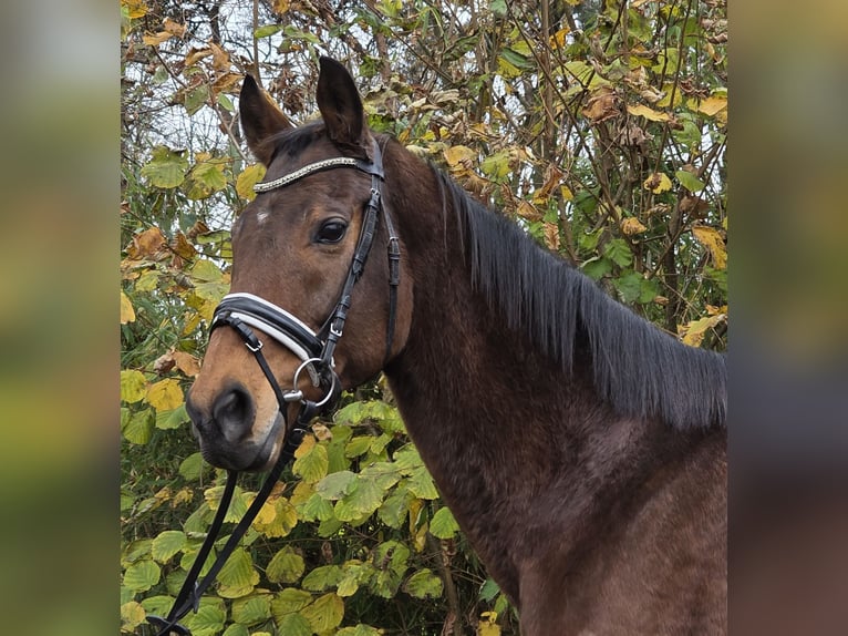 Cheval de sport irlandais Croisé Hongre 13 Ans 165 cm Bai in Wachtendonk