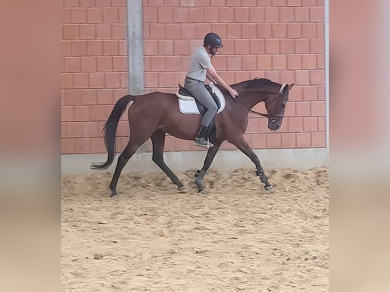 Cheval de sport irlandais Hongre 13 Ans 169 cm Bai in Lage