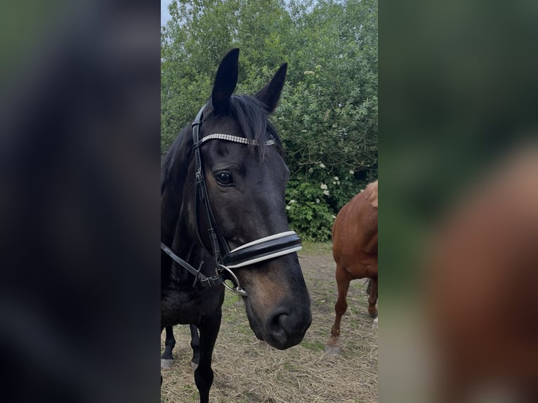 Cheval de sport irlandais Hongre 13 Ans 175 cm Bai brun in Osterburg