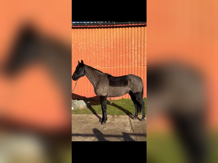Cheval de sport irlandais Hongre 13 Ans 175 cm Bai brun in Osterburg