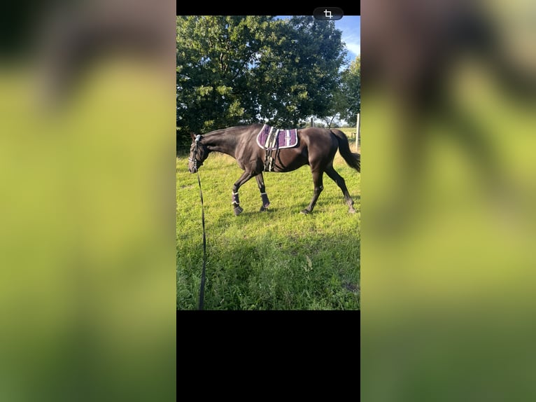 Cheval de sport irlandais Hongre 13 Ans 175 cm Bai brun in Osterburg