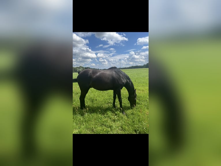 Cheval de sport irlandais Hongre 13 Ans 175 cm Bai brun in Osterburg
