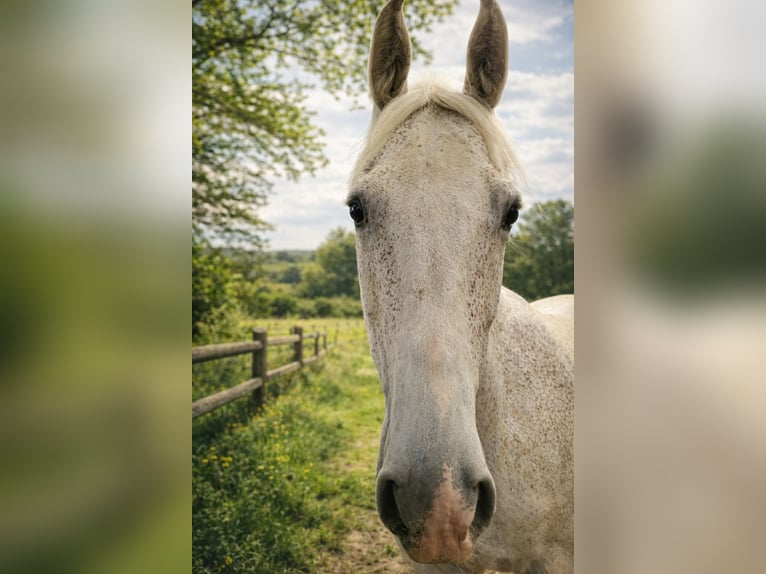 Cheval de sport irlandais Hongre 14 Ans 164 cm Gris moucheté in Sarstedt