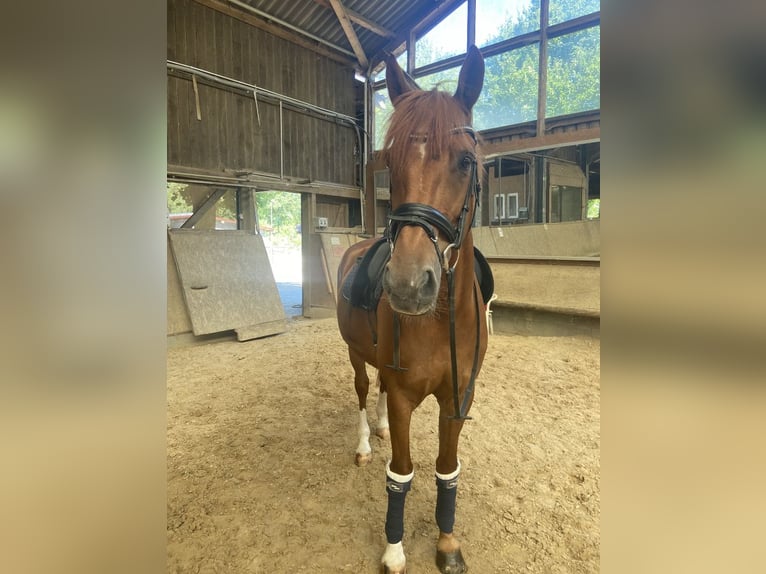 Cheval de sport irlandais Hongre 14 Ans 165 cm Alezan in Mainz