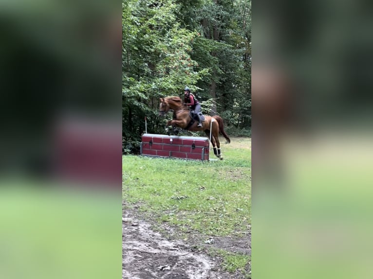 Cheval de sport irlandais Hongre 14 Ans 165 cm Alezan in Mainz