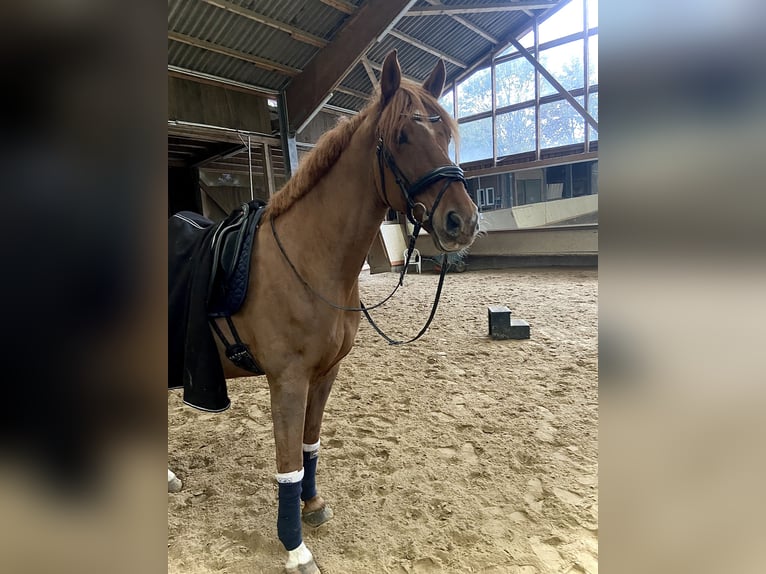 Cheval de sport irlandais Hongre 14 Ans 165 cm Alezan in Mainz