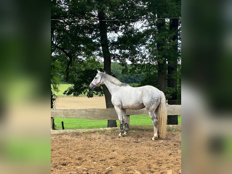 Cheval de sport irlandais Hongre 14 Ans 165 cm Rouan bleu in Lotte