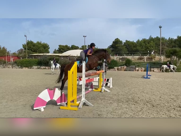 Cheval de sport irlandais Hongre 15 Ans 158 cm Bai cerise in Handorf