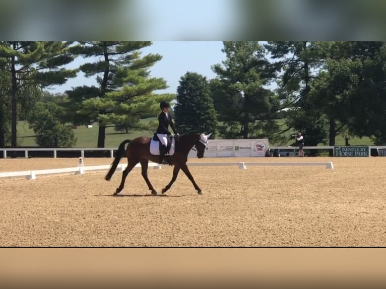 Cheval de sport irlandais Hongre 15 Ans 158 cm Bai cerise in Handorf