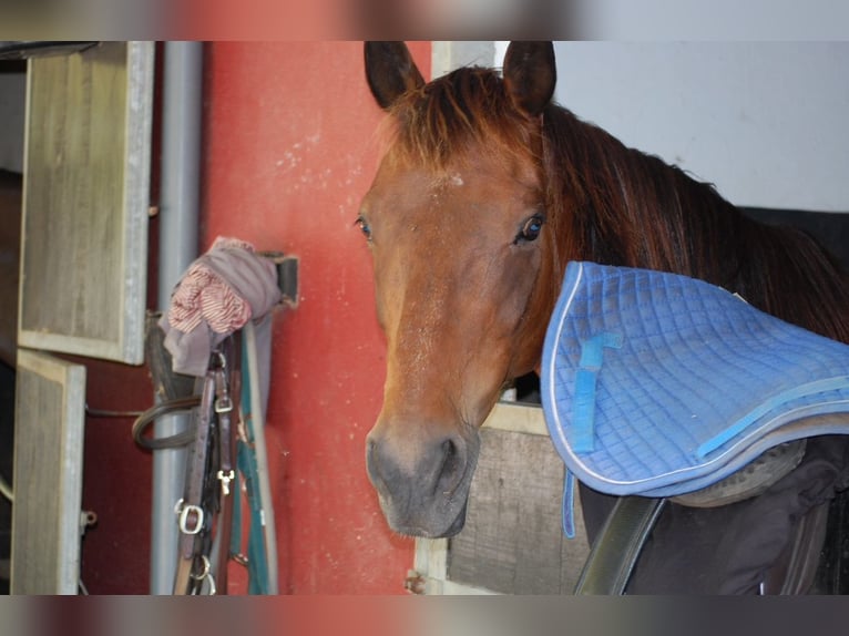 Cheval de sport irlandais Hongre 15 Ans 158 cm Bai cerise in Handorf