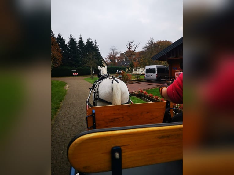 Cheval de sport irlandais Hongre 15 Ans 164 cm Gris in Rhauderfehn