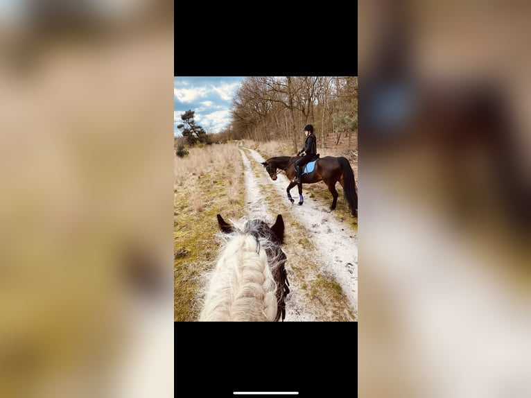 Cheval de sport irlandais Hongre 15 Ans 166 cm Bai brun foncé in Ysselsteyn