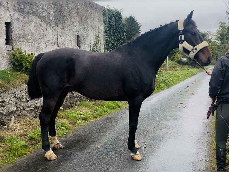 Cheval de sport irlandais Hongre 15 Ans 168 cm  in Sligo