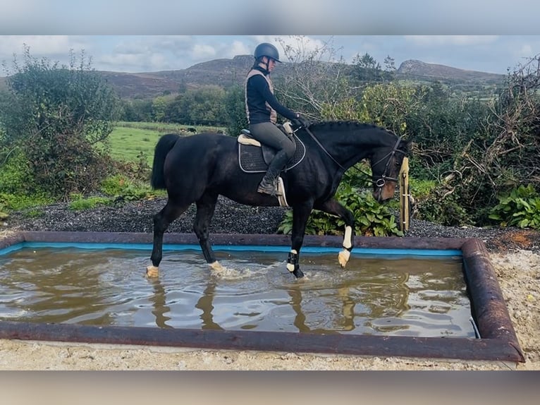 Cheval de sport irlandais Hongre 15 Ans 168 cm  in Sligo