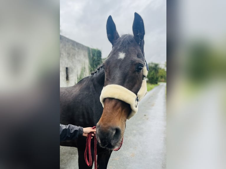 Cheval de sport irlandais Hongre 15 Ans 168 cm  in Sligo