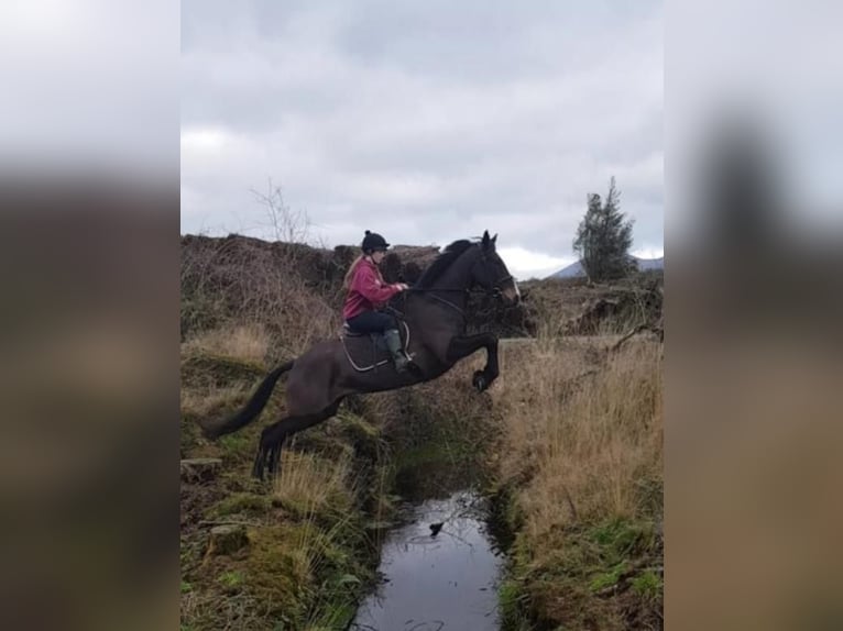 Cheval de sport irlandais Hongre 15 Ans 170 cm Bai cerise in Lismore