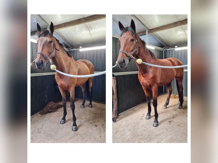 Cheval de sport irlandais Hongre 15 Ans 175 cm Bai in Minderhout