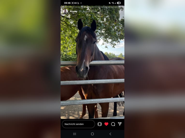 Cheval de sport irlandais Hongre 15 Ans 176 cm Bai brun in Birstein