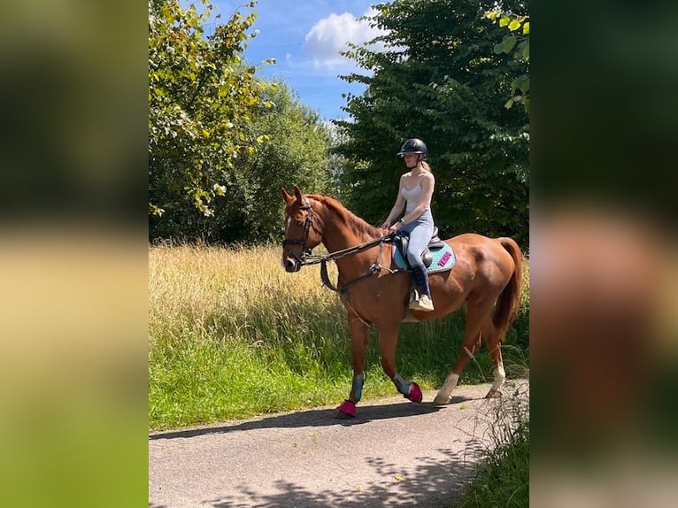Cheval de sport irlandais Hongre 15 Ans 180 cm Alezan in Putte