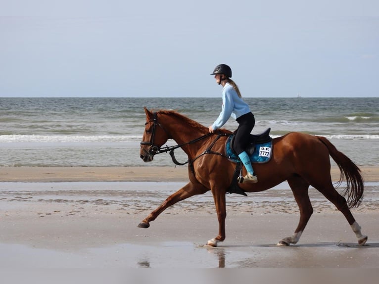 Cheval de sport irlandais Hongre 15 Ans 180 cm Alezan in Putte