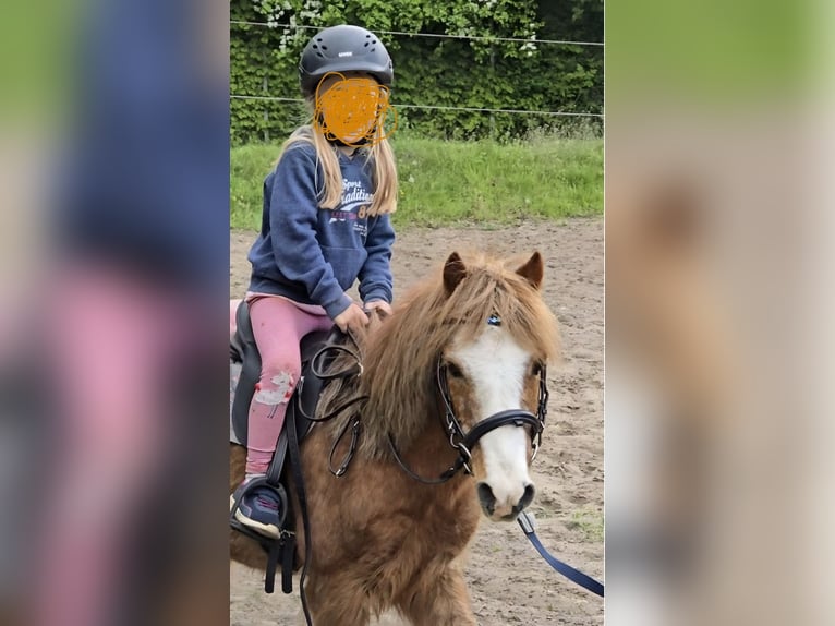 Cheval de sport irlandais Croisé Hongre 16 Ans 115 cm Alezan in Wedemark