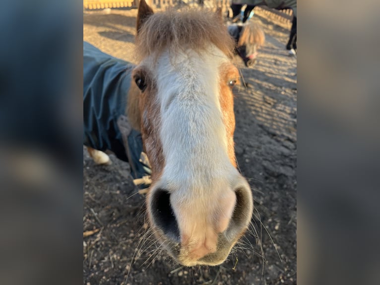Cheval de sport irlandais Croisé Hongre 16 Ans 115 cm Alezan in Wedemark