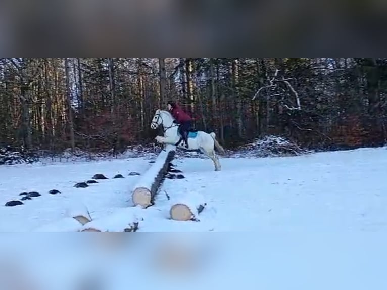 Cheval de sport irlandais Croisé Hongre 16 Ans 140 cm Gris in Warngau