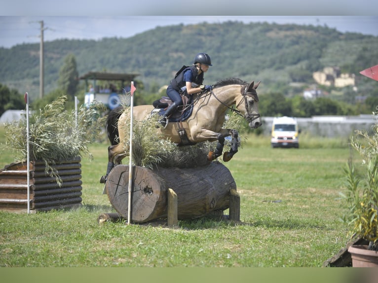 Cheval de sport irlandais Hongre 16 Ans 147 cm Isabelle in Farra di Soligo (TV)