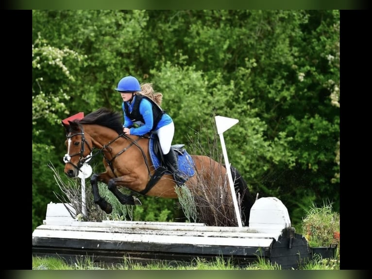 Cheval de sport irlandais Hongre 16 Ans 148 cm Bai in Mountrath