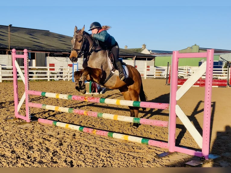 Cheval de sport irlandais Hongre 16 Ans 148 cm Bai in Mountrath