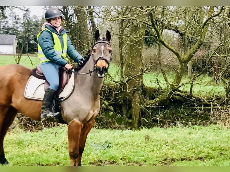 Cheval de sport irlandais Hongre 16 Ans 148 cm Bai in Mountrath