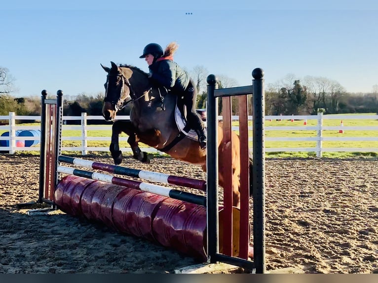 Cheval de sport irlandais Hongre 16 Ans 148 cm Bai in Mountrath