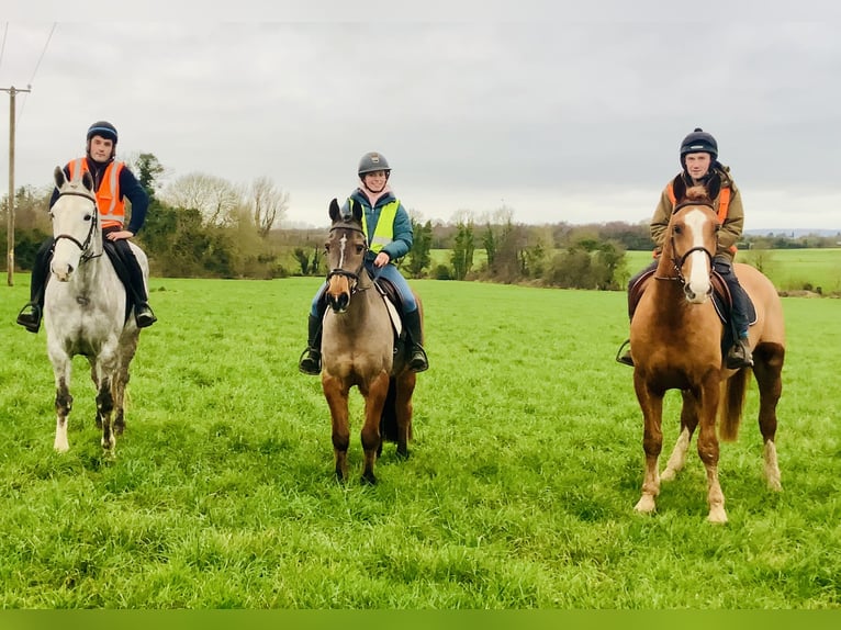 Cheval de sport irlandais Hongre 16 Ans 148 cm Bai in Mountrath