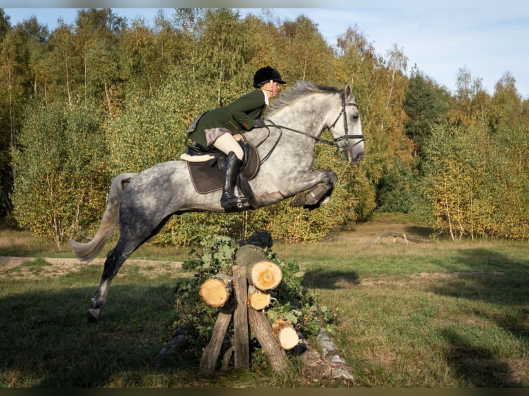 Cheval de sport irlandais Hongre 16 Ans 155 cm Gris in Hilter am Teutoburger Wald