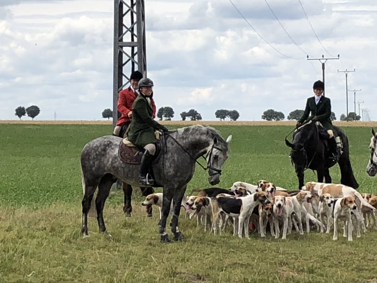 Cheval de sport irlandais Hongre 16 Ans 155 cm Gris in Hilter am Teutoburger Wald