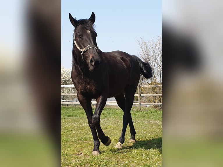 Cheval de sport irlandais Hongre 16 Ans 158 cm Noir in Burgbrohl