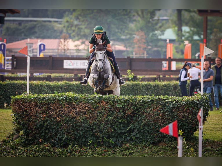 Cheval de sport irlandais Hongre 16 Ans 160 cm Gris moucheté in Bodio
