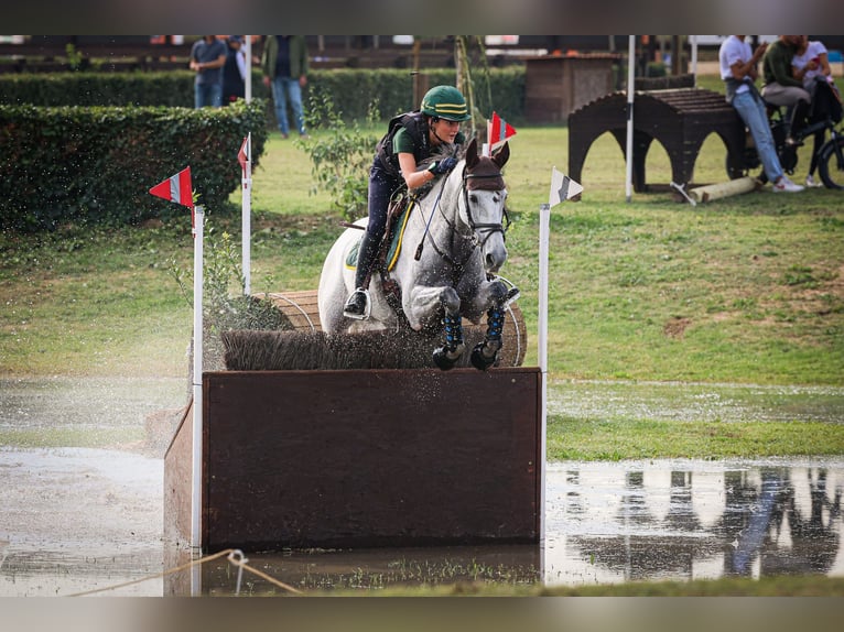 Cheval de sport irlandais Hongre 16 Ans 160 cm Gris moucheté in Bodio