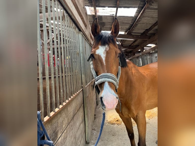 Cheval de sport irlandais Hongre 16 Ans 165 cm Bai in Friesenhagen
