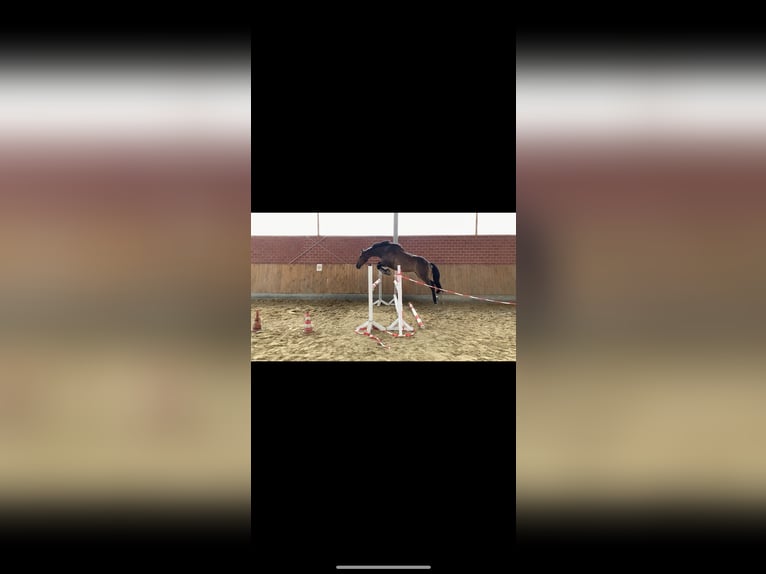 Cheval de sport irlandais Hongre 16 Ans 165 cm Bai in Bielefeld