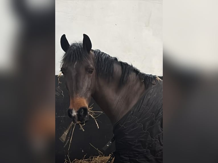 Cheval de sport irlandais Hongre 17 Ans 128 cm Bai brun in Sligo