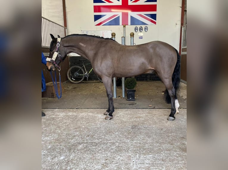 Cheval de sport irlandais Hongre 17 Ans 128 cm Bai brun in Sligo