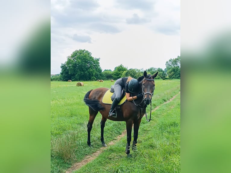 Cheval de sport irlandais Hongre 17 Ans 163 cm Bai brun in Lubin