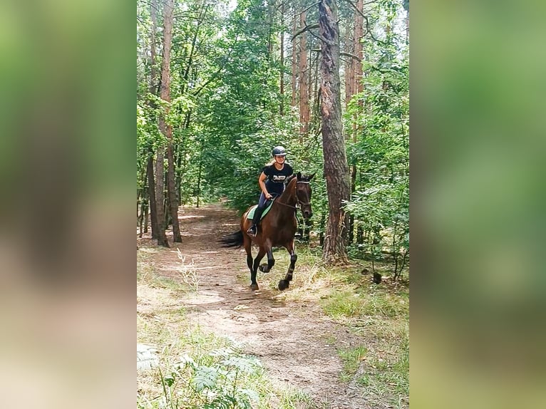 Cheval de sport irlandais Hongre 17 Ans 163 cm Bai brun in Lubin