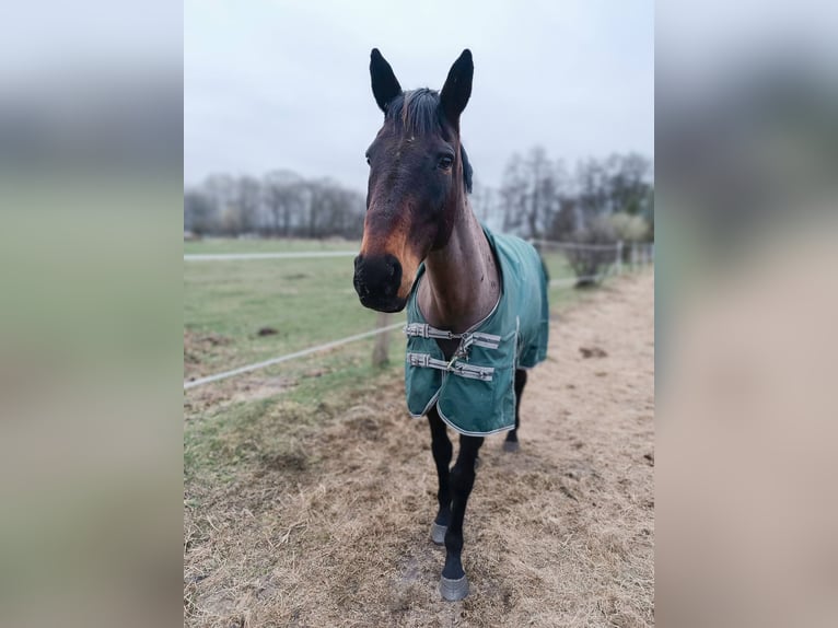 Cheval de sport irlandais Hongre 17 Ans 163 cm Bai brun in Lubin