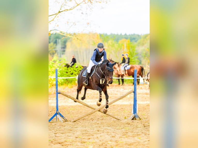 Cheval de sport irlandais Hongre 17 Ans 163 cm Bai brun in Lubin