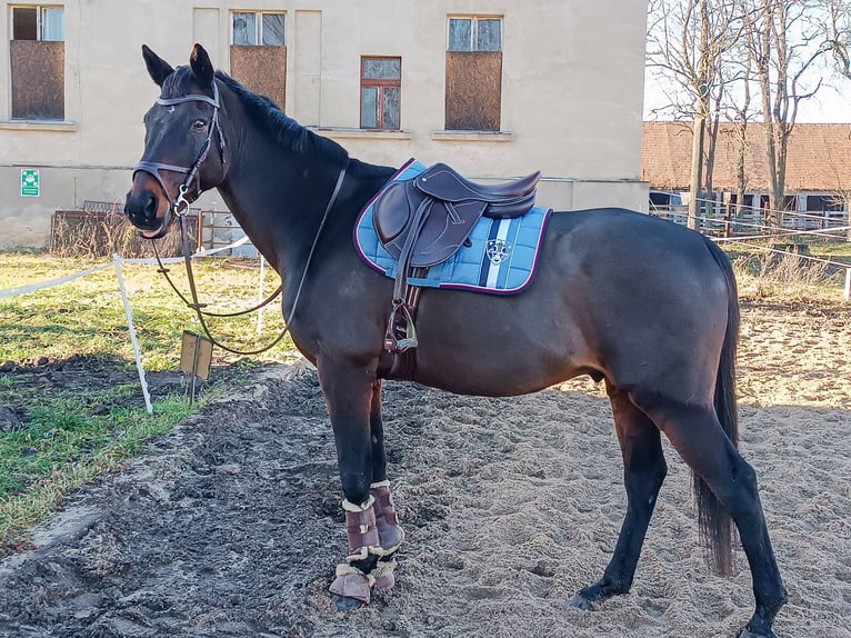 Cheval de sport irlandais Hongre 17 Ans 163 cm Bai brun in Lubin