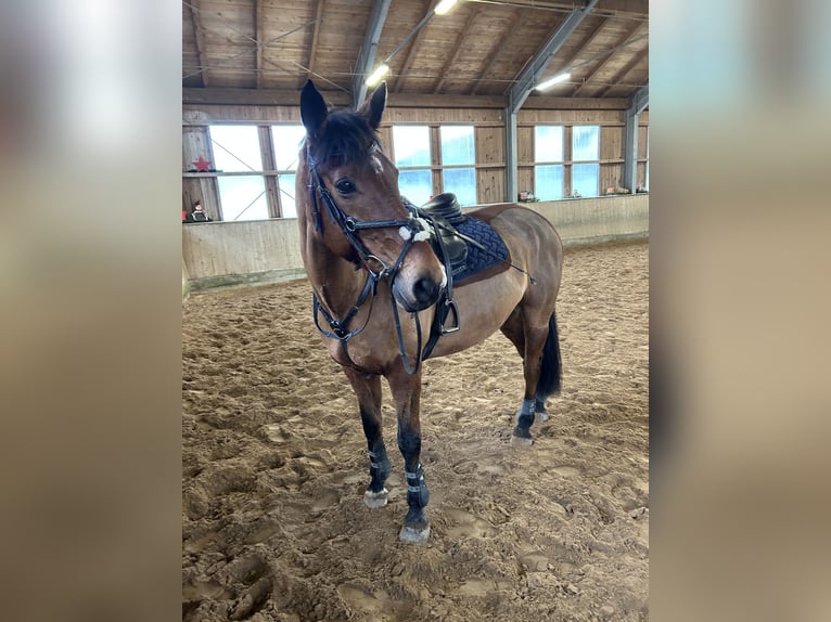 Cheval de sport irlandais Hongre 17 Ans 165 cm Bai in Niederseeon